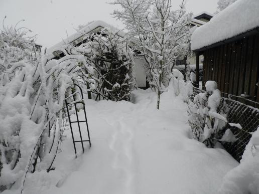 Kniehoher Schnee am 2. Dezember 2023, unser Garten