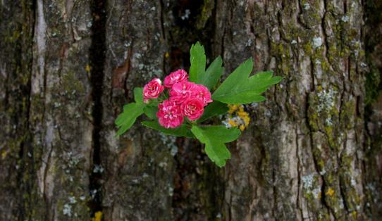 blume-aus-baum1