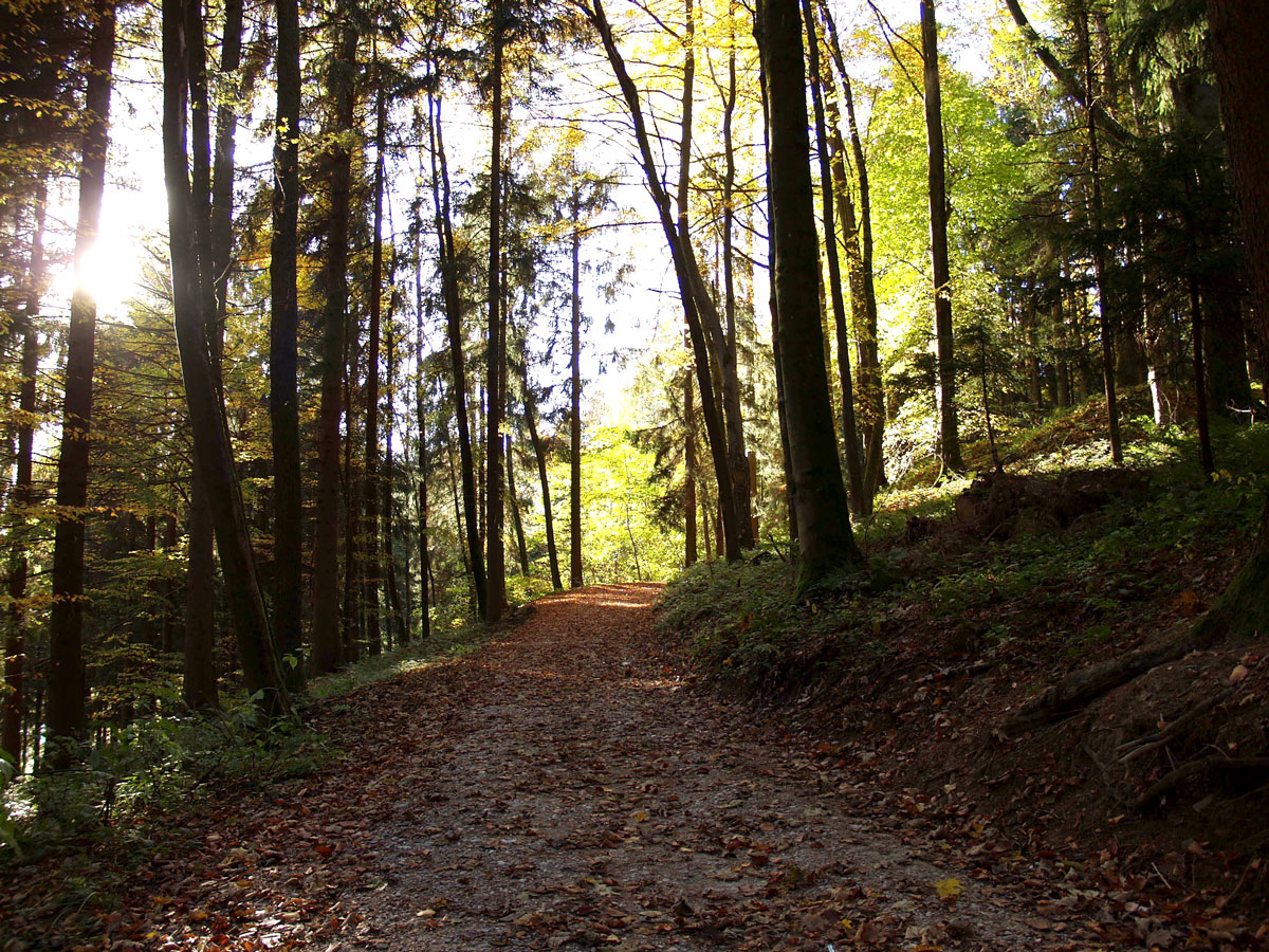 edithkudlovic KELTEN.BAUM.WEG im Attergau, St.